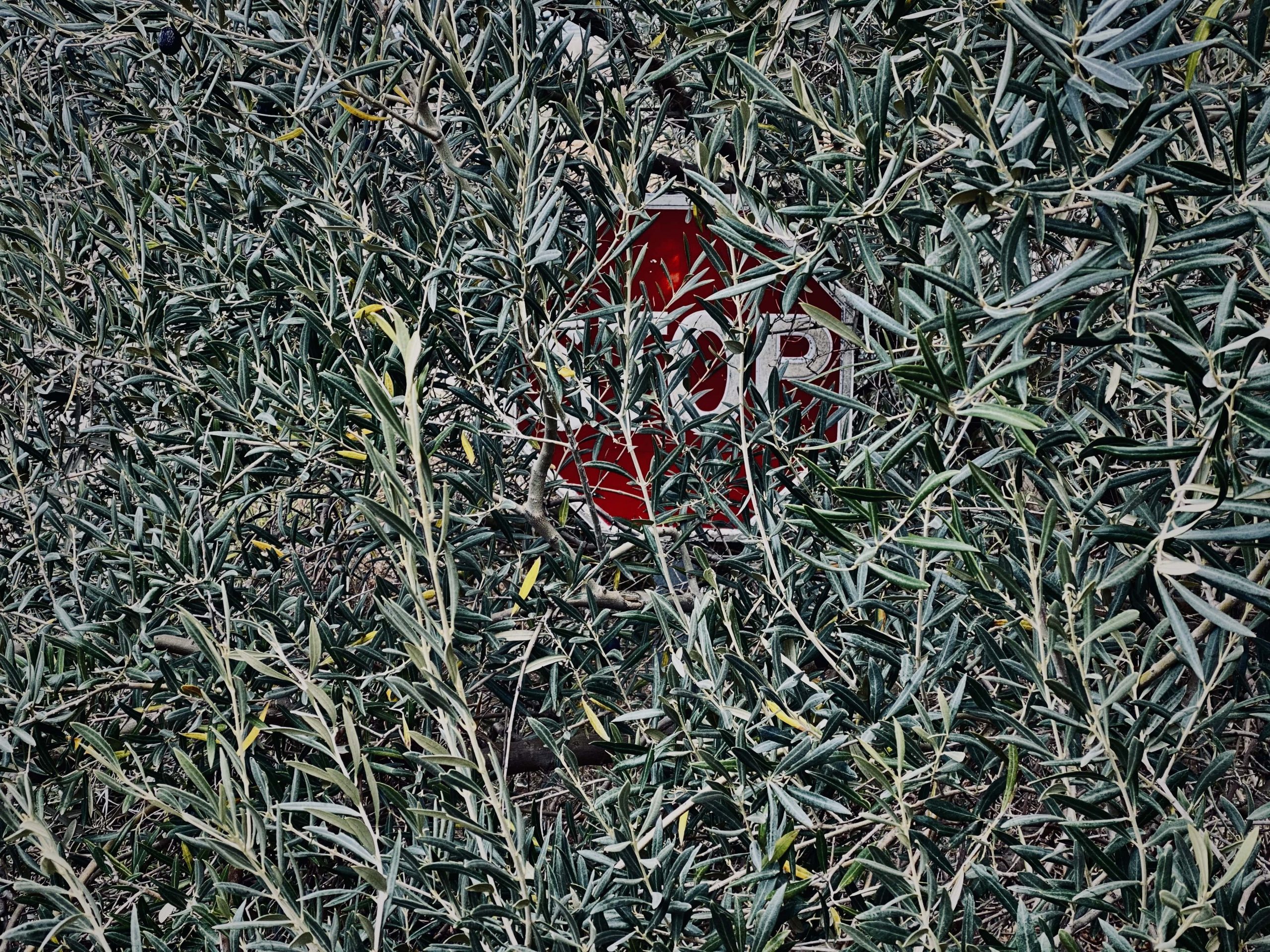 stop camuflado entre ramas de olivo