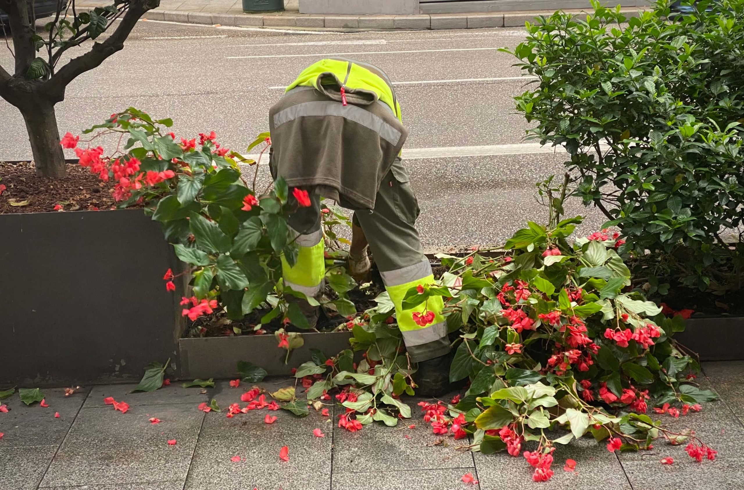 arrancando flores en la calle