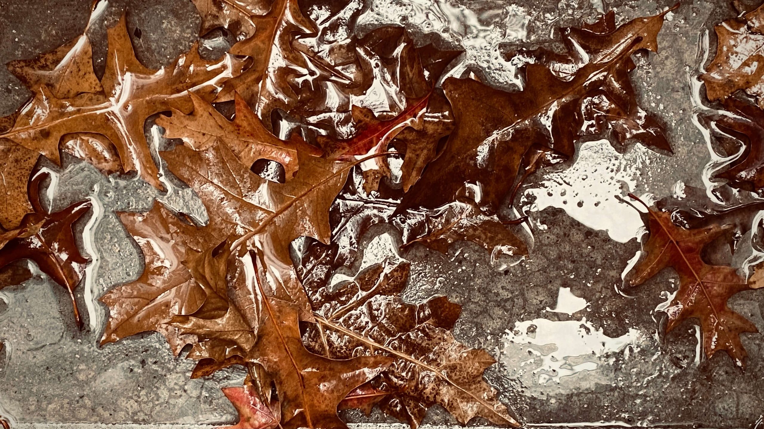 otoño, lluvia y hojas caídas.